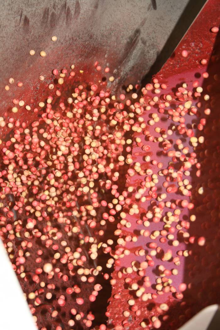 Direct-to-Grower Independent Seed Retailer Launched