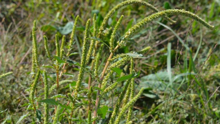 Illinois Study Advances Possibility of Genetic Control for Major Agricultural Weeds