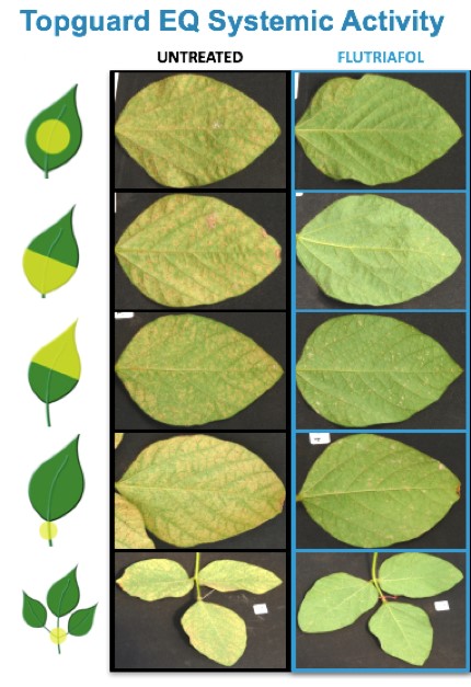 FMC Launches New Topguard EQ Fungicide Premix
