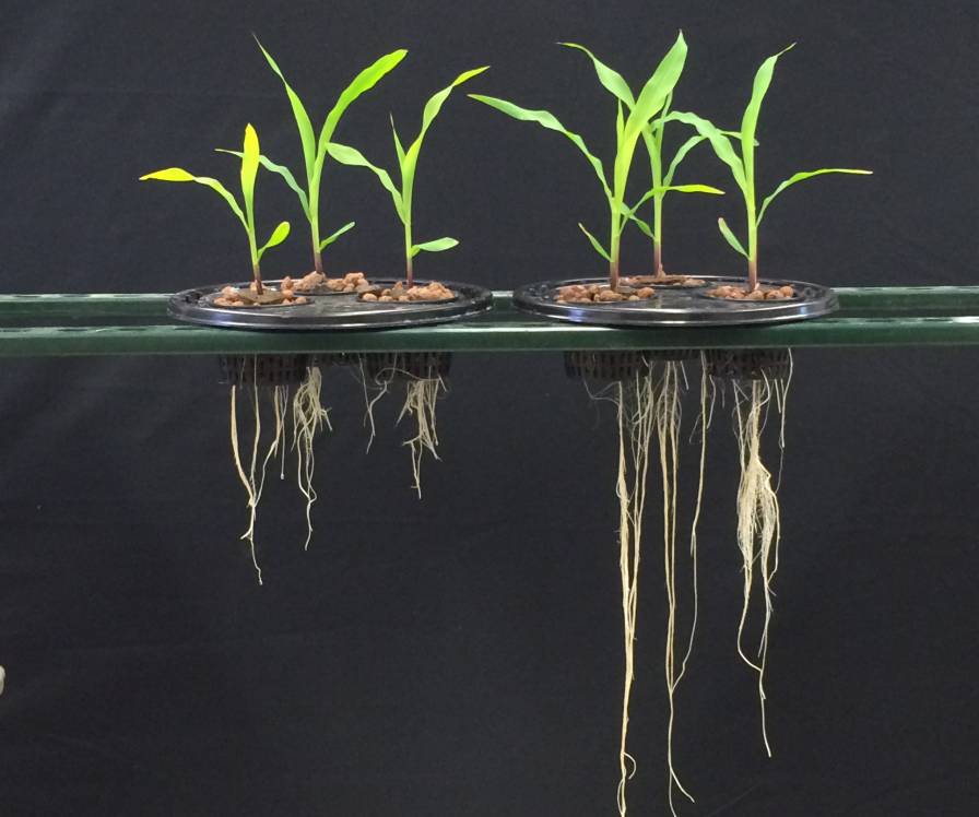The BioAg Alliance Advances New Microbial Solutions For Agriculture