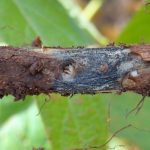 Charcoal rot in soybean