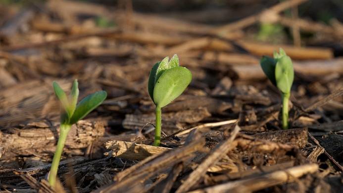 Plant and Microbe Interactions Are Important to Healthy Soils and High Yielding Crops