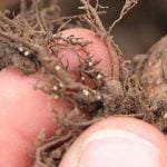 Soybean cyst nematode