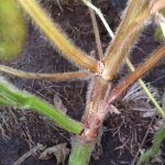 Stem canker in soybean