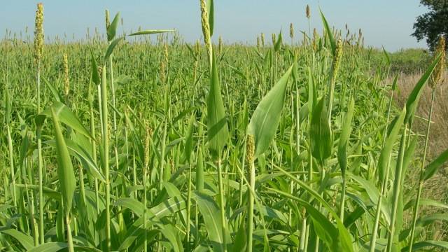 Alta Seeds Brings Herbicide Tolerance to EMPYR Premier Forages