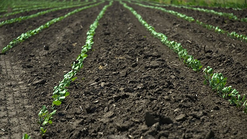 Ontario Ag Retailers Make Great Strides for Great Lakes Water Quality