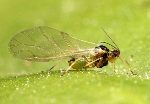 Soybean aphid (Aphis glycines)