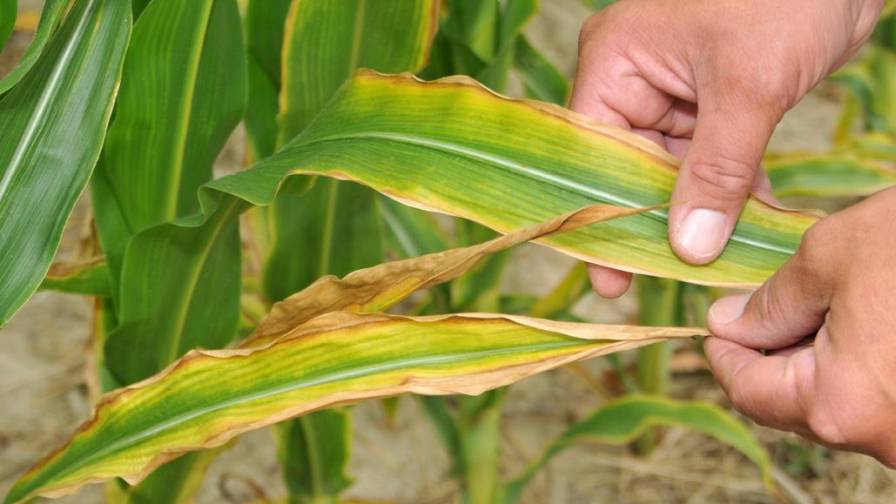 Diagnosing and Correcting Sulfur Deficiency in Crops