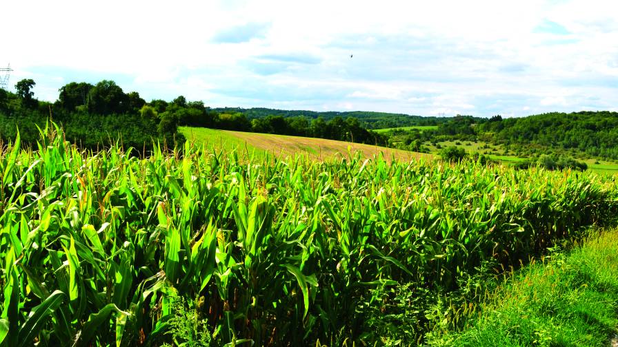 Corn Prices Expected to Improve in 2019