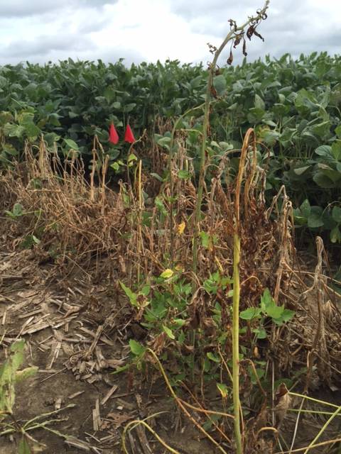 Poor adjuvant application