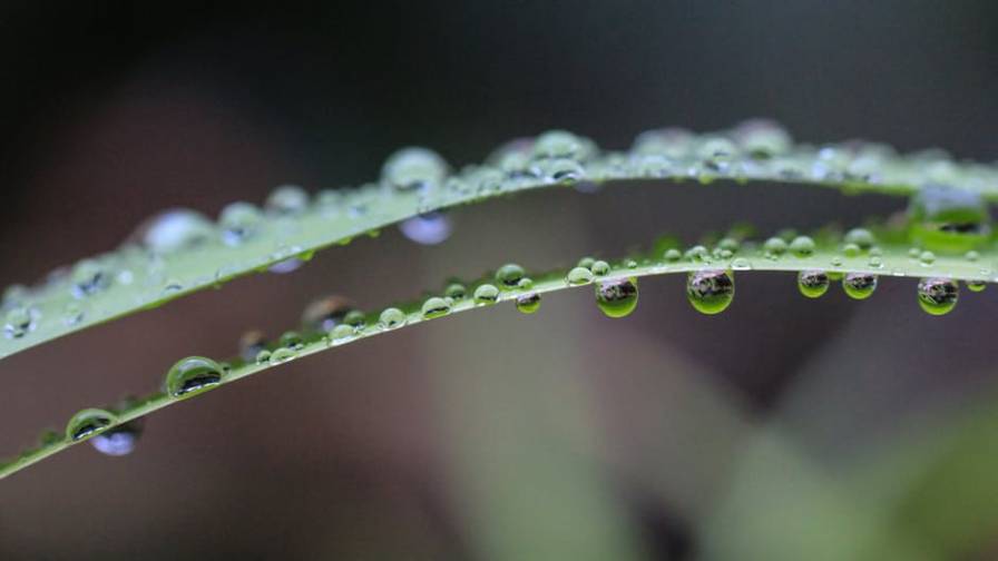 A New Weed-Control Era Begins: But First, One Last Obstacle