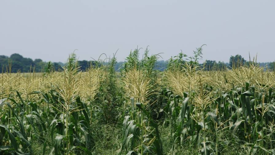 Is Palmer Amaranth Developing Traits That Make it Difficult to Control?