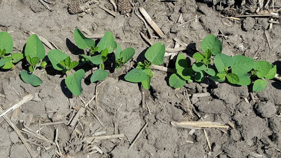 Preside CL beans