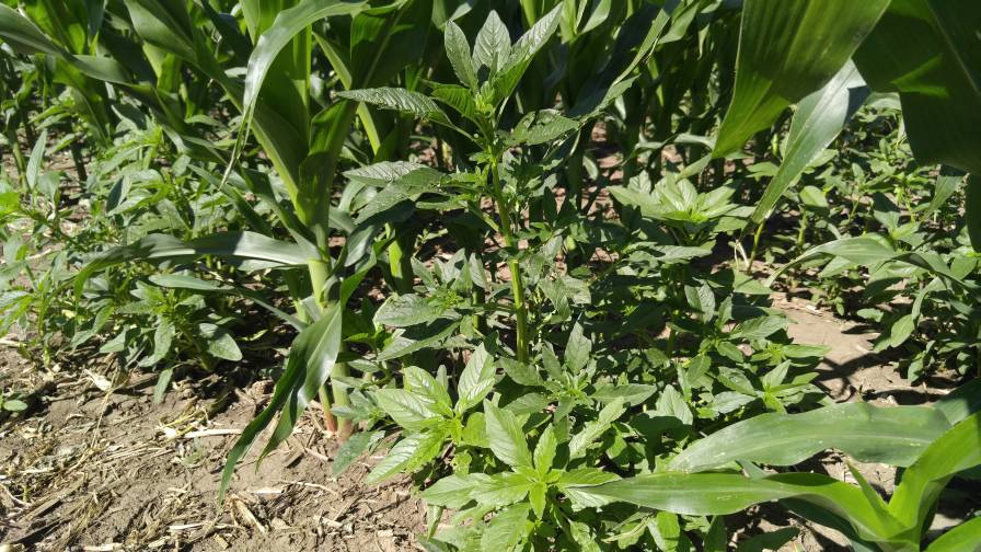 5 Tips for Managing Waterhemp Halfway Through Growing Season