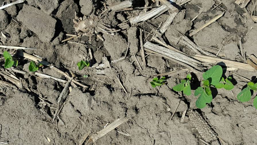 Untreated beans