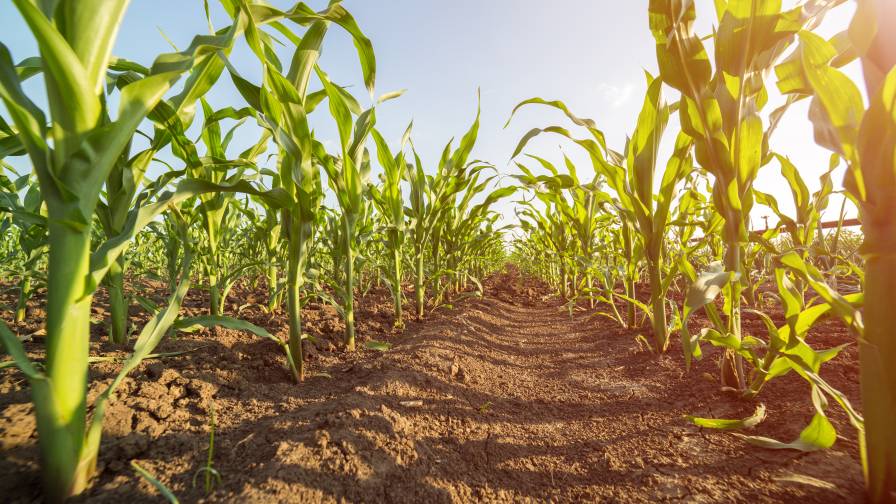 5 Ways Biostimulants Contribute to Sustainable Agriculture