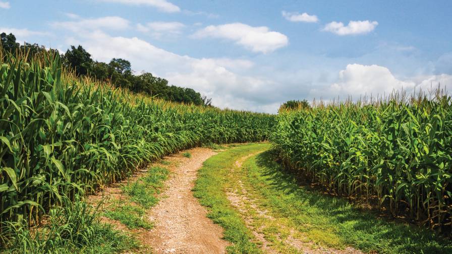 Corn field