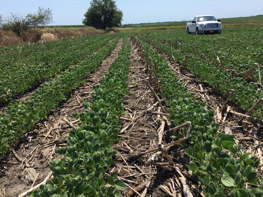 BASF Responds to Dicamba Restrictions