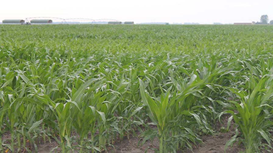 Corteva Agriscience to Invest in Evogene’s Agriculture Biologicals Subsidiary, Lavie Bio
