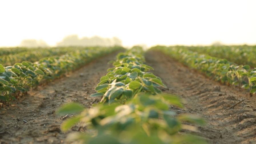Don’t Delay Weed Control Decisions Until Spring