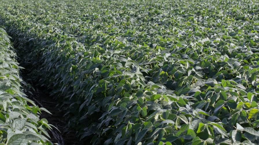 Nufarm Acquires Trunemco Nematode Management Seed Treatment from BASF
