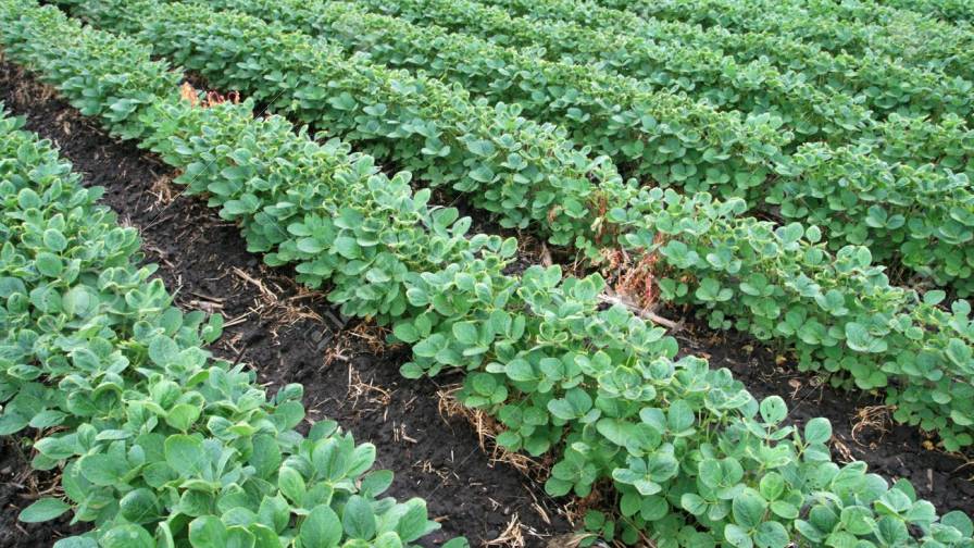 ARA Signs Letter to EPA on Draft Guidance for Plant Regulator Label Claims