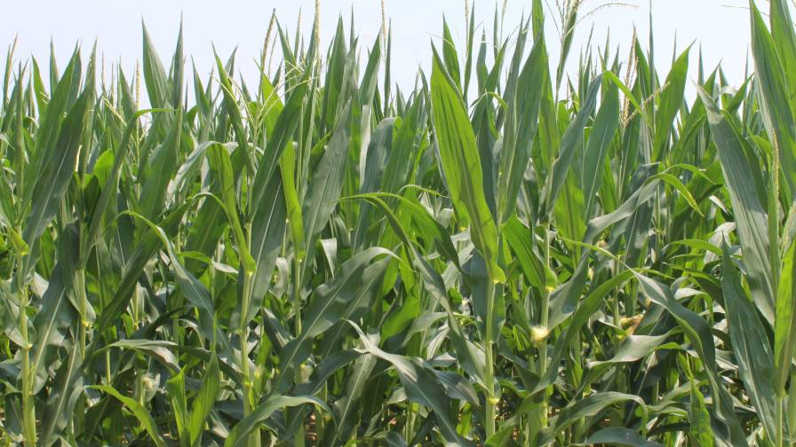 Compass Minerals Plant Nutrition Launches Rocket Seeds