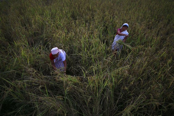 In India, Agrichemical Distribution is No Easy Task