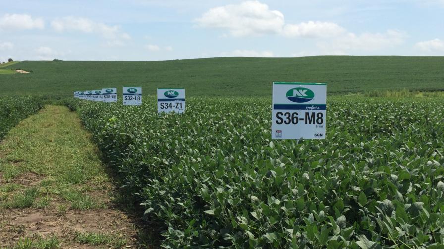 Syngenta Offers Broad Choice of Traits with NK Soybeans for 2020