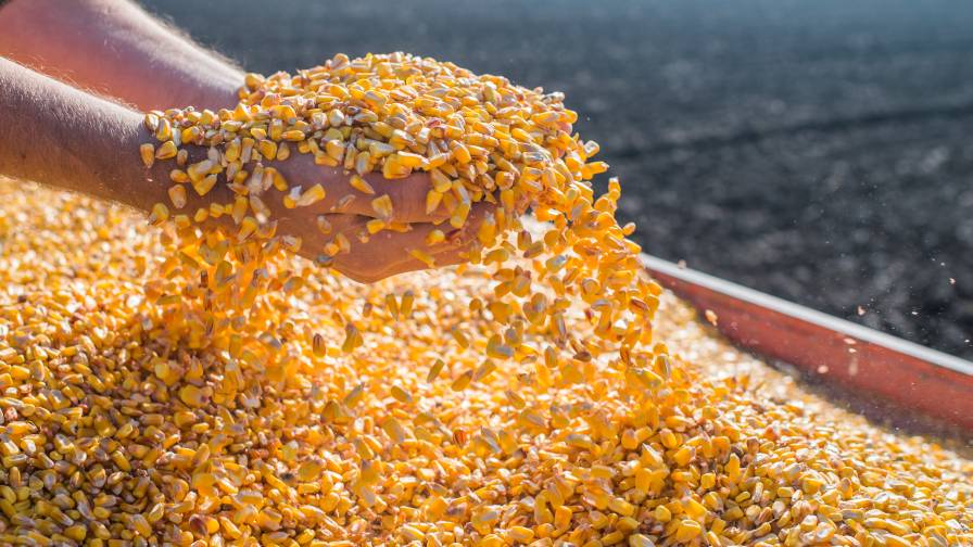 Seed Care Continues to Shine