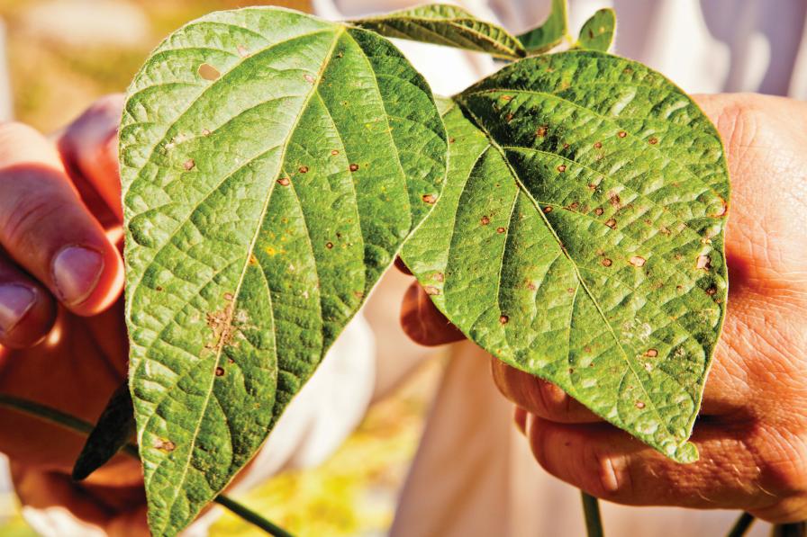 Fungicides 2018: Looking at New Pressures, Including Resistance