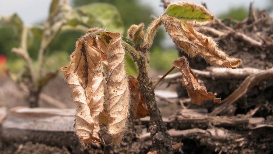 Diagnosing Soybean Seedling Diseases