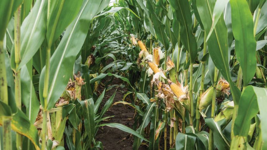Western-bean-cutworm-damage
