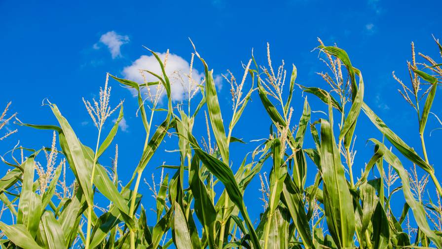 Agricultural Biologicals: The Shoes Are Beginning to Fit