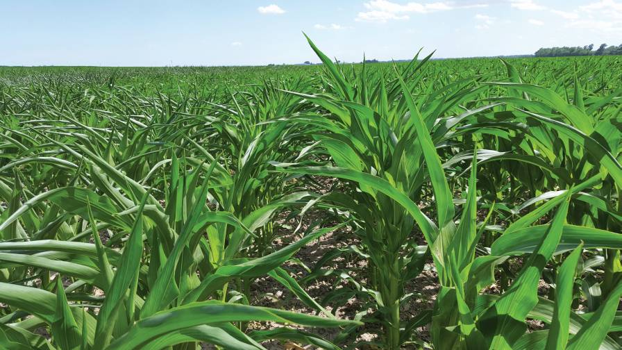Biofertilizers 2018: Finally Making Inroads