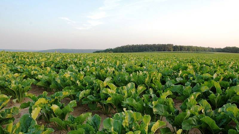 Belchim Crop Protection USA, Sipcam Agro USA Form Partnership for Distribution of Minerva Fungicide