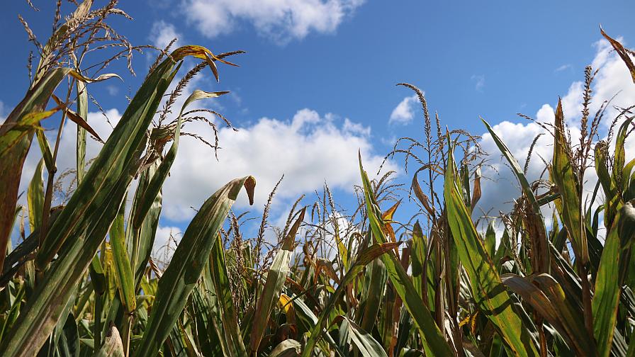 Biopesticides Evolve as Adoption Trends Upward