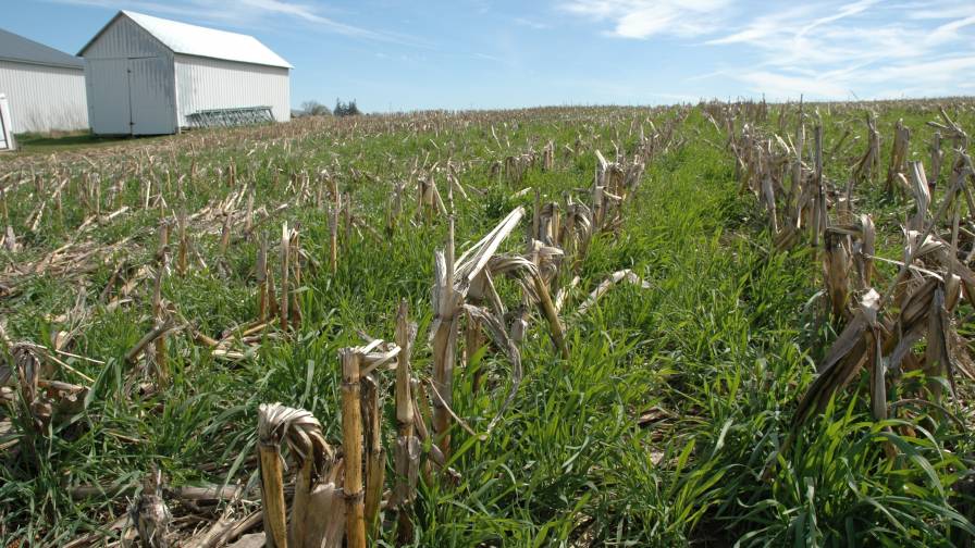 Cover Crops at Work: Keeping Nutrients Out of Waterways