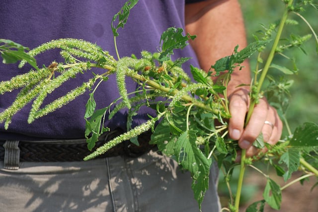 The War Against Weeds Evolves in 2018