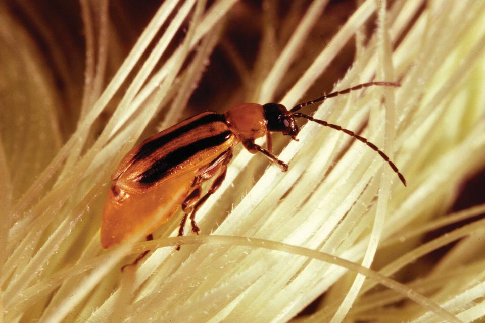 NewLeaf Symbiotics Introduces New Biocontrol Treatment to Repel Corn Rootworm at the Root
