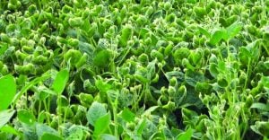 The Verdict on Dicamba, Year Two
