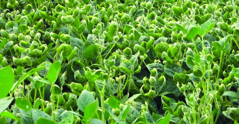 Bayer Settles Dicamba Drift Lawsuits