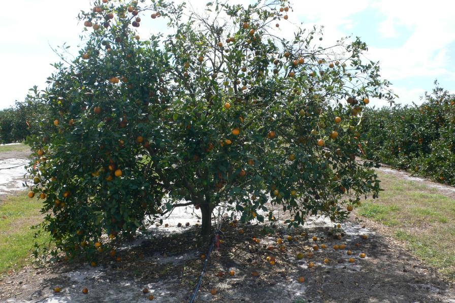 Fade to Orange: The Coming Biotech Flashpoint