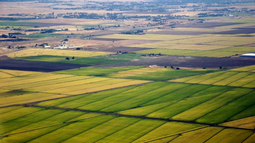 Belchim Crop Protection USA Announces Exclusive Distribution of Rice Insecticide