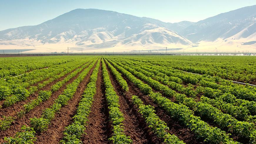 4R Practices for Fertilizer Management in Potatoes