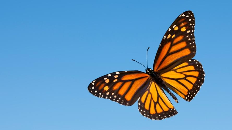 The Monarch Butterfly Effect in Agriculture