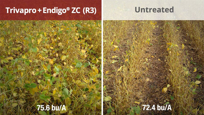 Yield Bump 2 Years Running with Trivapro Fungicide