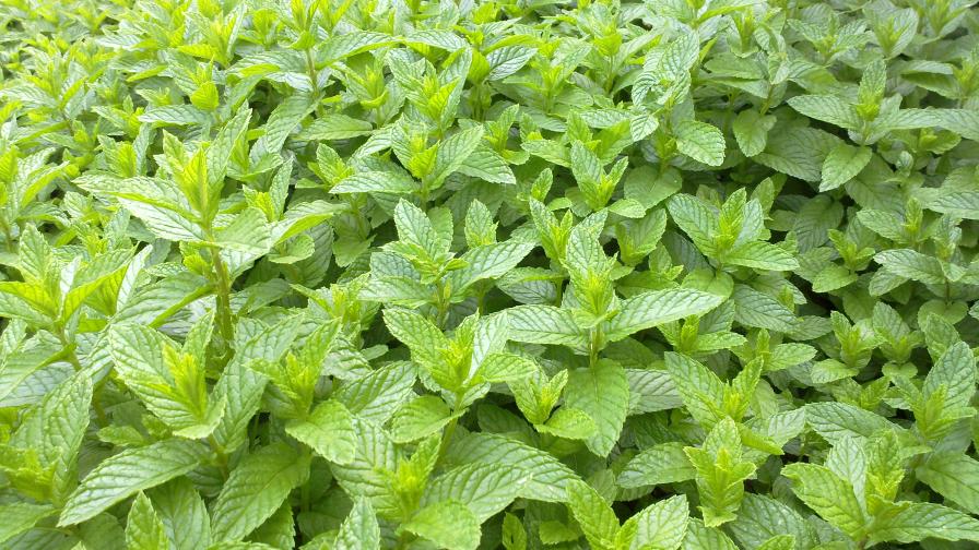 Tough 5EC Herbicide Approved for Emergency Use in Mint