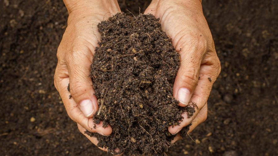 Soil Compaction Restricts Rooting Depth and Access to Nutrients, Moisture