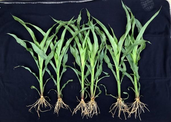 Vive Introduces Five New Crop Protection Products for 2019 Season